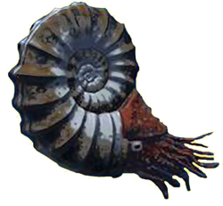 Ammonite Reconstructed