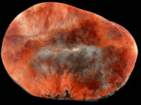 David's Agate