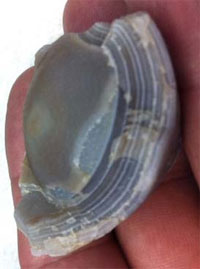 Brad Huus' Peeler Agate