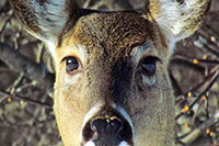 Deer
