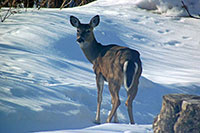 Deer