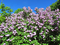 Grand Marais Scene