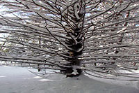Snowy trees