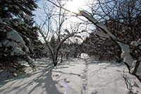Snowy trees